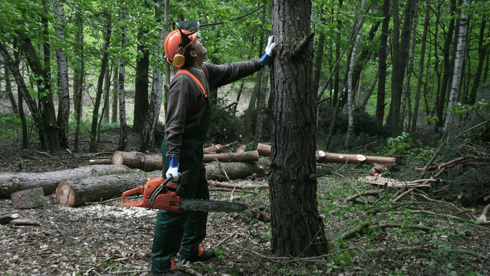 İş güvenliği ekipmanları kullanan orman yetiştirme ve bakım işçisinin motorlu testere ile ağaç gövdesi üzerinde budama ve bakım işlemi